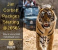 Undergo an adventurous trip to Jim Corbett National Park 